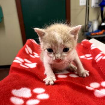 Domestic Short Hair Cats Available for Adoption in Pauls Valley, Oklahoma - Gordon | PetCurious