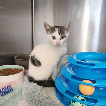 Widget -  Domestic Short Hair Cat for Adoption in Evensville, Tennessee - Widget | PetCurious