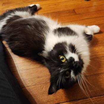 Rufus -  Domestic Long Hair Cat for Adoption in Columbus, Georgia - Rufus | PetCurious