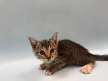 Hermes -  Domestic Short Hair Cat for Adoption in Woodbury, Minnesota - Hermes | PetCurious