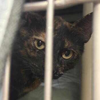 Sparkle -  Domestic Short Hair Cat for Adoption in Flagstaff, Arizona - Sparkle | PetCurious