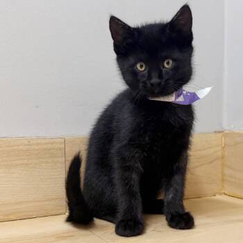 Shaggydog C71521 -  Domestic Short Hair Cat for Adoption in Minnetonka, Minnesota - Shaggydog C71521 | PetCurious