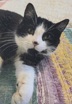 Domestic Short Hair Cats Available for Adoption - Tuxie | PetCurious