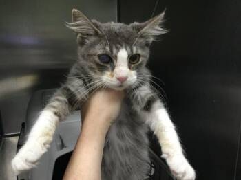 A1888268 -  Domestic Short Hair Cat for Adoption in Thousand Palms, California - A1888268 | PetCurious