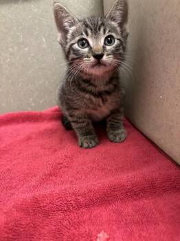 A553924 -  Domestic Short Hair Cat for Adoption in Moreno Valley, California - A553924 | PetCurious