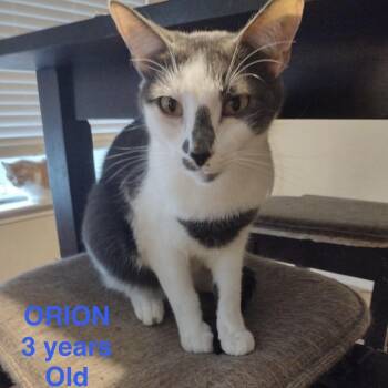 Domestic Short Hair Cats Available for Adoption - Orion | PetCurious