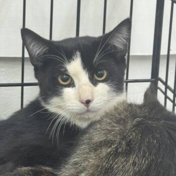 Tux -  Domestic Short Hair Cat for Adoption in Sonora, California - Tux | PetCurious