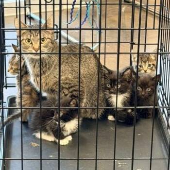 Libby -  Domestic Short Hair Cat for Adoption in Horn Lake, Mississippi - Libby | PetCurious