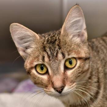 Pepperjack -  Domestic Short Hair Cat for Adoption in Emporia, Kansas - Pepperjack | PetCurious