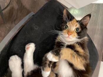 Pakora -  Domestic Short Hair Cat for Adoption in Toronto, Ontario - Pakora | PetCurious