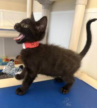 Raphael -  Domestic Short Hair Cat for Adoption in Challis, Idaho - Raphael | PetCurious