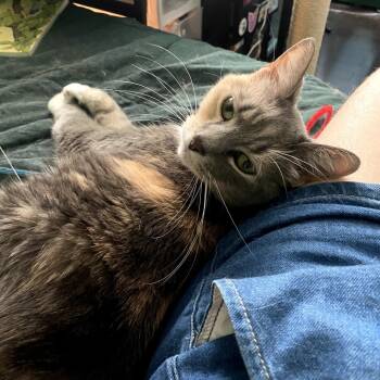 Rescue Domestic Short Hair Cats for Adoption in Reisterstown, Maryland - Abbey | PetCurious