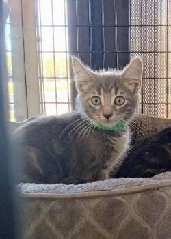 Rescue Tabby Cats for Adoption in Tavares, Florida - Chomper | PetCurious