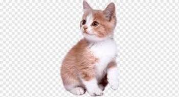 Cookie- not for adoption- default loc & emptly multi loc -  American Bobtail Cat for Adoption in Bettles, Alaska - Cookie- Not For Adoption- Default Loc & Emptly Multi Loc | PetCurious