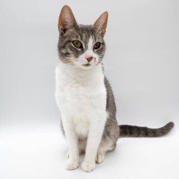 Domestic Short Hair Cats Available for Adoption - Seven The Bar Cat | PetCurious