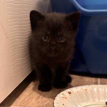 (You Drive Me) Crazy -  Domestic Short Hair Cat for Adoption in Rocky Mount, Virginia - (You Drive Me) Crazy | PetCurious