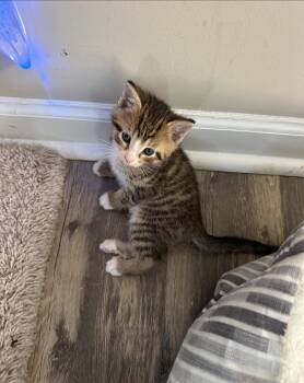 Churro Jones -  Domestic Short Hair Cat Available for Adoption in Clarksville, Tennessee - Churro Jones | PetCurious
