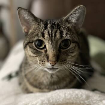 Rescue Domestic Short Hair Cats for Adoption in Rochester, Minnesota - Cake | PetCurious