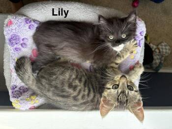 Lily (Hilltown Braves) -  Domestic Long Hair Cat for Adoption in Telford, Pennsylvania - Lily (Hilltown Braves) | PetCurious