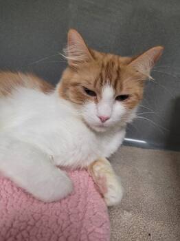 Rescue Domestic Medium Hair Cats for Adoption in New Bern, North Carolina - CAMMY (Mom) | PetCurious