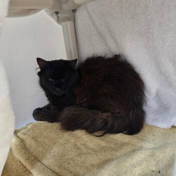 Wisper -  Domestic Medium Hair Cat for Adoption in Ridgely, Maryland - Wisper | PetCurious