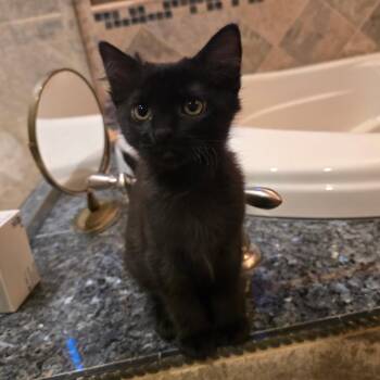 Violet -  Domestic Short Hair Cat for Adoption in Ashland, Oregon - Violet | PetCurious
