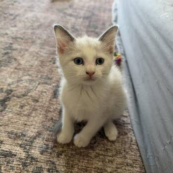 Chef White -  Siamese Cat for Adoption in Chattanooga, Tennessee - Chef White | PetCurious