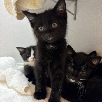 Hotel -  Domestic Short Hair Cat for Adoption in Pittsburgh, Pennsylvania - Hotel | PetCurious
