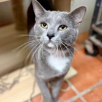 Howard Douglas III -  Domestic Short Hair Cat for Adoption in Austin, Texas - Howard Douglas III | PetCurious