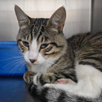 Fred -  Domestic Short Hair Cat for Adoption in Idaho Falls, Idaho - Fred | PetCurious