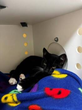 Farrah Pawcett -  Domestic Short Hair Cat for Adoption in Kalispell, Montana - Farrah Pawcett | PetCurious