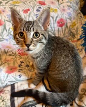 Brie -  Domestic Short Hair Cat for Adoption in Brantford, Ontario - Brie | PetCurious