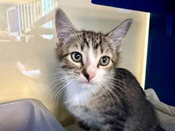 NUAGO -  Domestic Short Hair Cat for Adoption in Santa Rosa, California - NUAGO | PetCurious