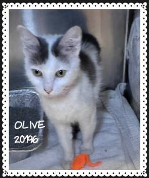 OLIVE -  Domestic Medium Hair Cat for Adoption in Marietta, Georgia - OLIVE | PetCurious