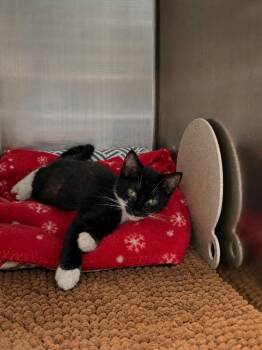 Domestic Long Hair Cats Available for Adoption in Fort Lupton, Colorado - Karlos K. Krinklebine | PetCurious