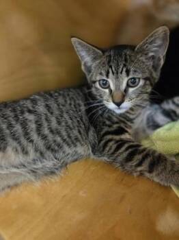 Walnut -  Domestic Short Hair Cat for Adoption in Bellevue, Washington - Walnut | PetCurious