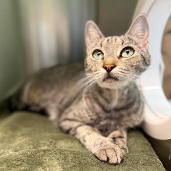 Saffron -  Domestic Short Hair Cat for Adoption in Fairport, New York - Saffron | PetCurious