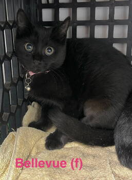 Rescue Domestic Short Hair Cats for Adoption in Saugerties, New York - Bellvue | PetCurious