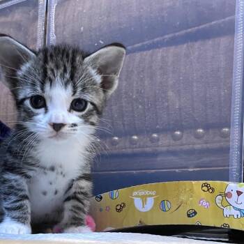 Fusilli -  Domestic Short Hair Cat for Adoption in Calgary, Alberta - Fusilli | PetCurious