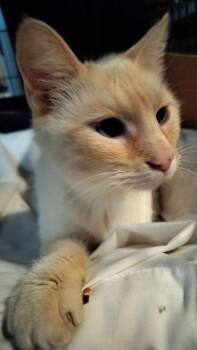 Siamese and Domestic Short Hair Cats Available for Adoption - Aroosa Kitty | PetCurious