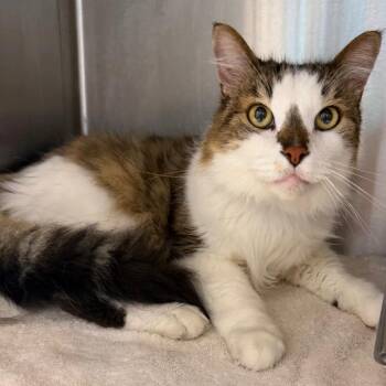 Hodgepodge -  Domestic Long Hair Cat for Adoption in Englewood, Florida - Hodgepodge | PetCurious