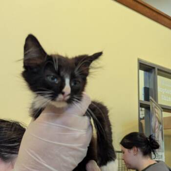 Damon -  Domestic Medium Hair Cat for Adoption in Lynchburg, Virginia - Damon | PetCurious
