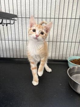 Tavi -  Domestic Short Hair Cat for Adoption in Oakdale, California - Tavi | PetCurious