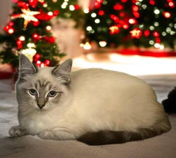 Rescue Siamese and Domestic Long Hair Cats for Adoption in Hillsboro, Texas - Cello — A Gentle Little Melody In Fur | PetCurious