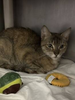 Rescue Domestic Short Hair Cats for Adoption in Morristown, New Jersey - Chicken | PetCurious