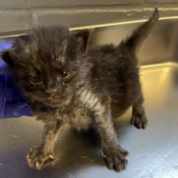 Norielle -  Domestic Short Hair Cat for Adoption in Tuscaloosa, Alabama - Norielle | PetCurious