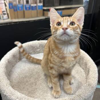 Houdini -  Domestic Short Hair Cat for Adoption in Palmetto, Florida - Houdini | PetCurious