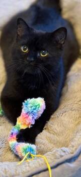 Domestic Short Hair Cats Available for Adoption - Miss P | PetCurious