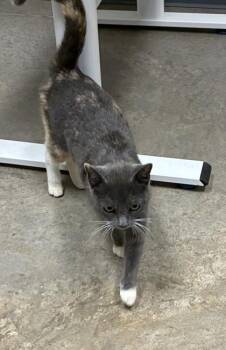 Domestic Short Hair Cats Available for Adoption in Barnesville, Georgia - 26-300 Piper | PetCurious