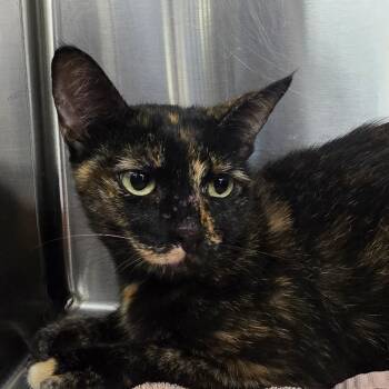Suki -  Domestic Short Hair Cat for Adoption in Port Charlotte, Florida - Suki | PetCurious